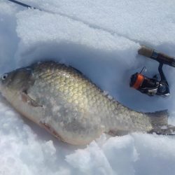 大安トラウトレイク釣果